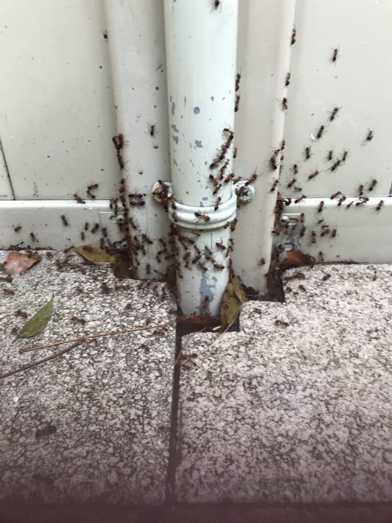 ant infestation pest control services
