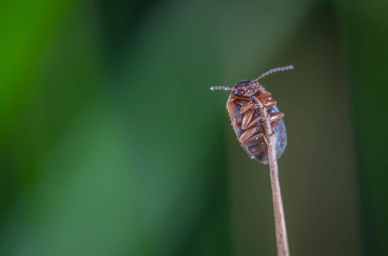 Macro Photo of Brown Beetle on Brown Stem